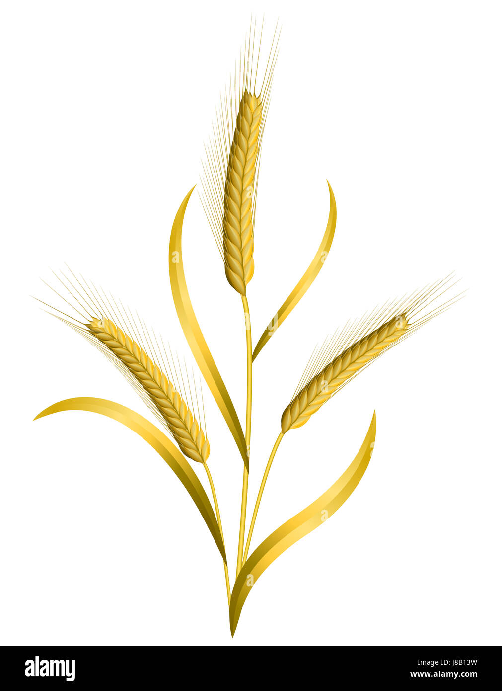 Pane, isolato, il grano, il raccolto di frumento, orecchio, di semi, cereali, alimenti, aliment, Foto Stock