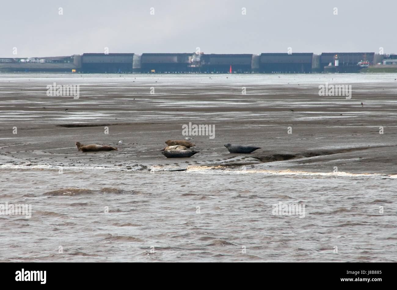 Ricerca per indicizzazione, acqua, occhi, giacciono, sdraiato, bugie, waterfowls, osservare, alta marea, Foto Stock
