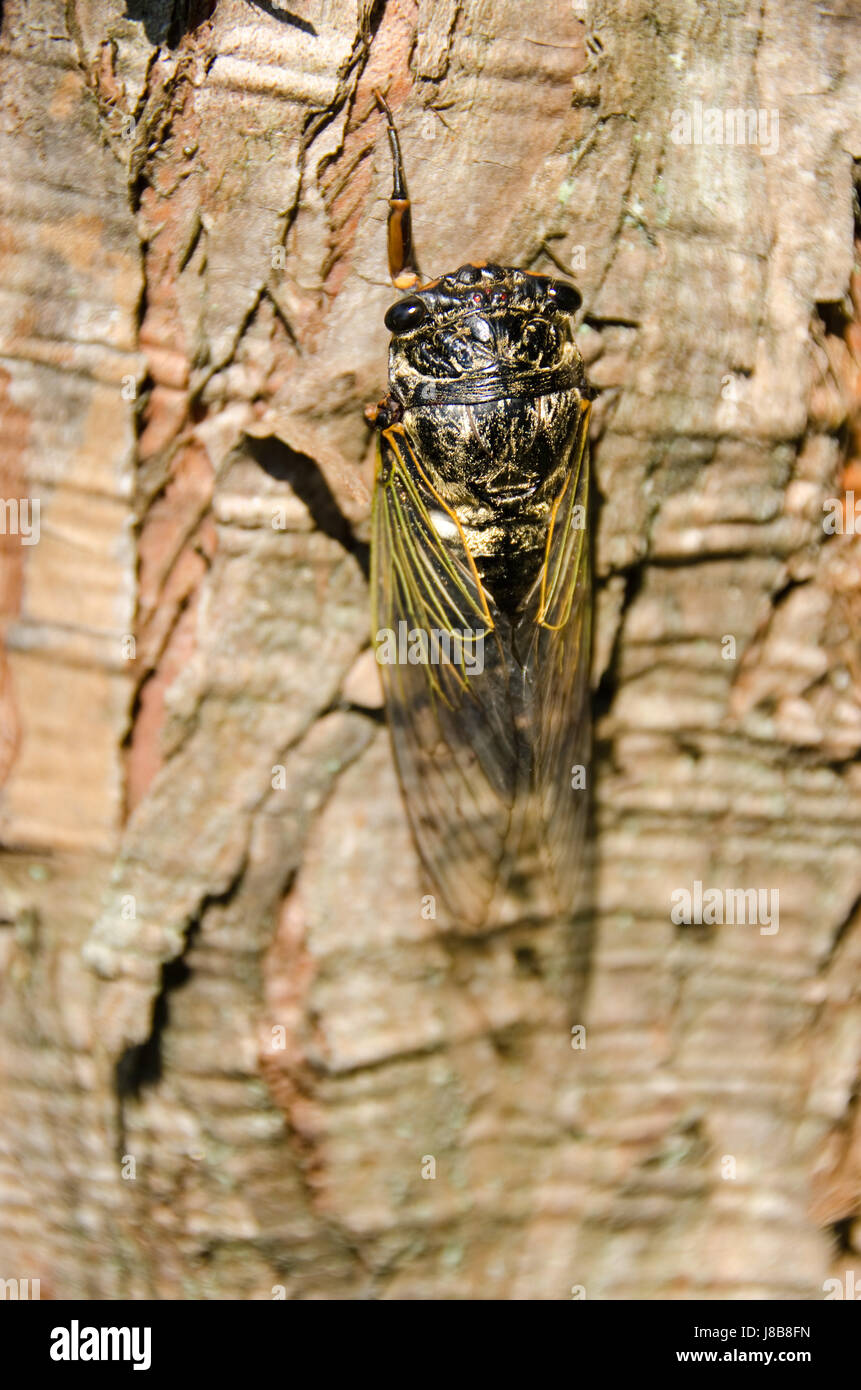 Animale, marrone, marrone, brunette, bug, Cicala, acustica, grande, grande, enorme, Foto Stock