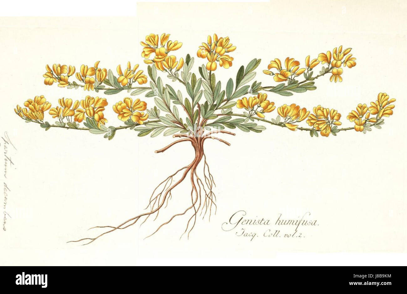 Genista humifusa è una specie di pianta in fiore della famiglia dei legumi, originaria di alcune parti d'Europa. E' conosciuto per i suoi fiori gialli e per l'uso nel paesaggio tradizionale e come copertura del terreno. Foto Stock