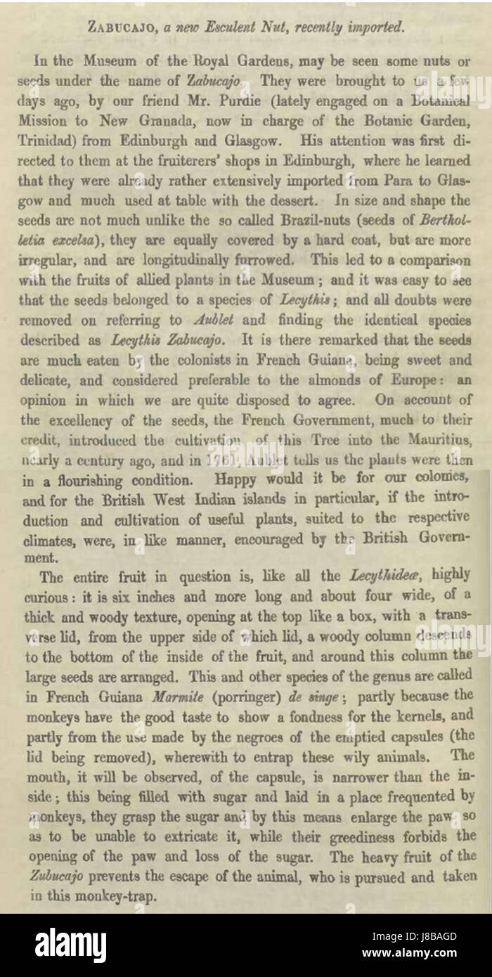 Lecythis zabucajo02 Foto Stock