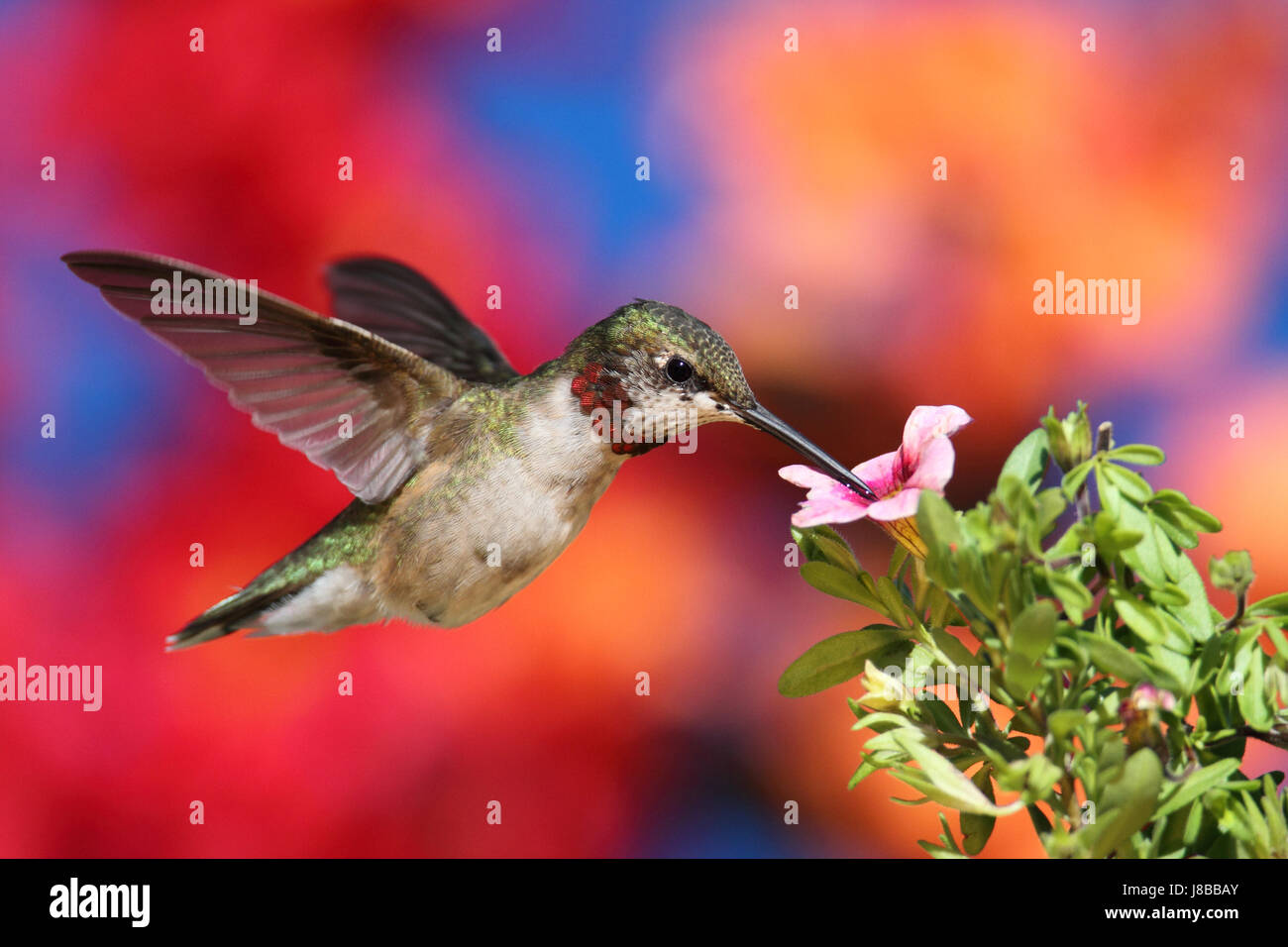 Wild, uccelli selvatici, Hummingbird, natura, animali, uccelli, fiori, piante, fauna, Foto Stock