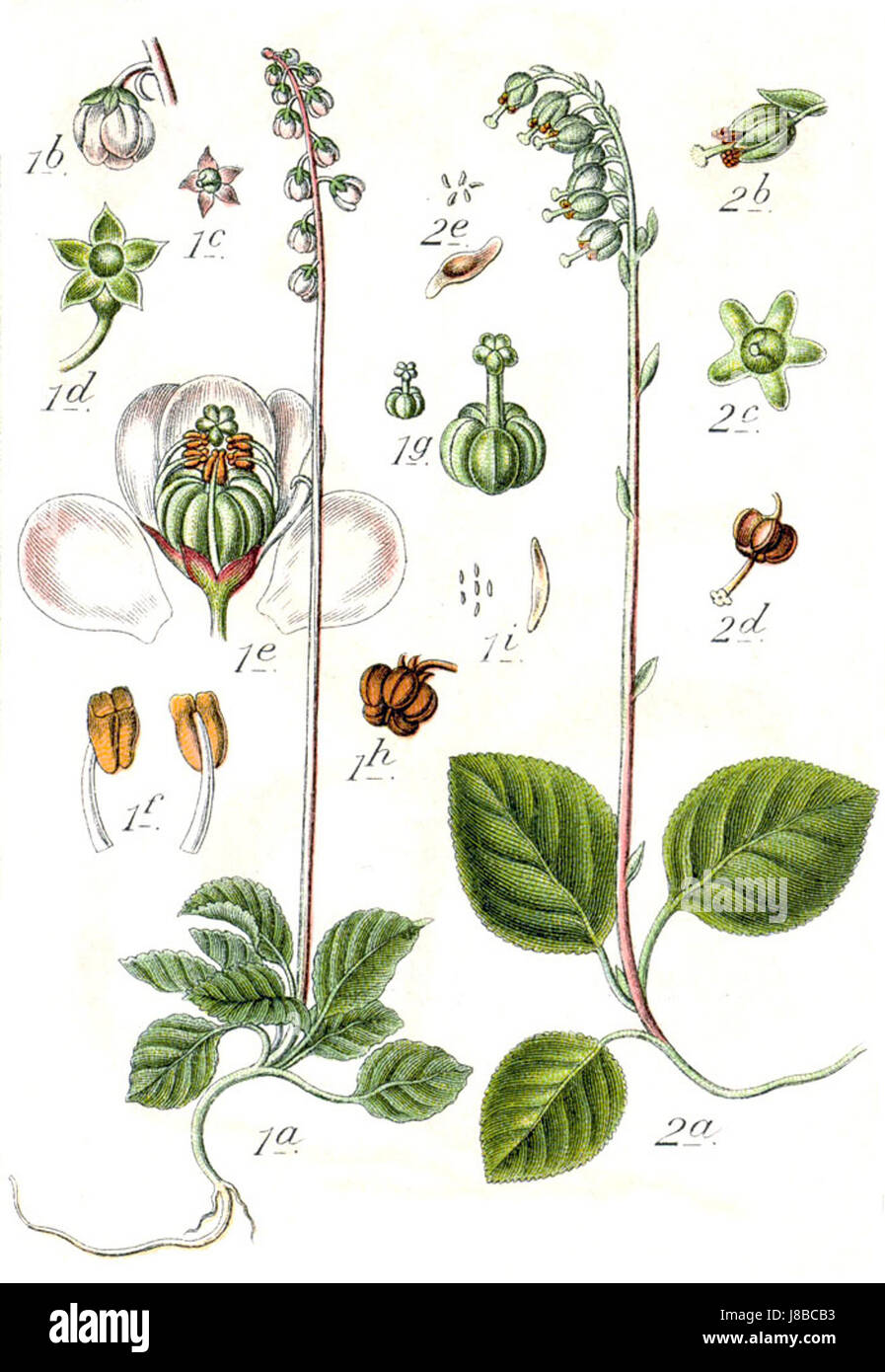 Ericaceae spp Sturm50 Foto Stock