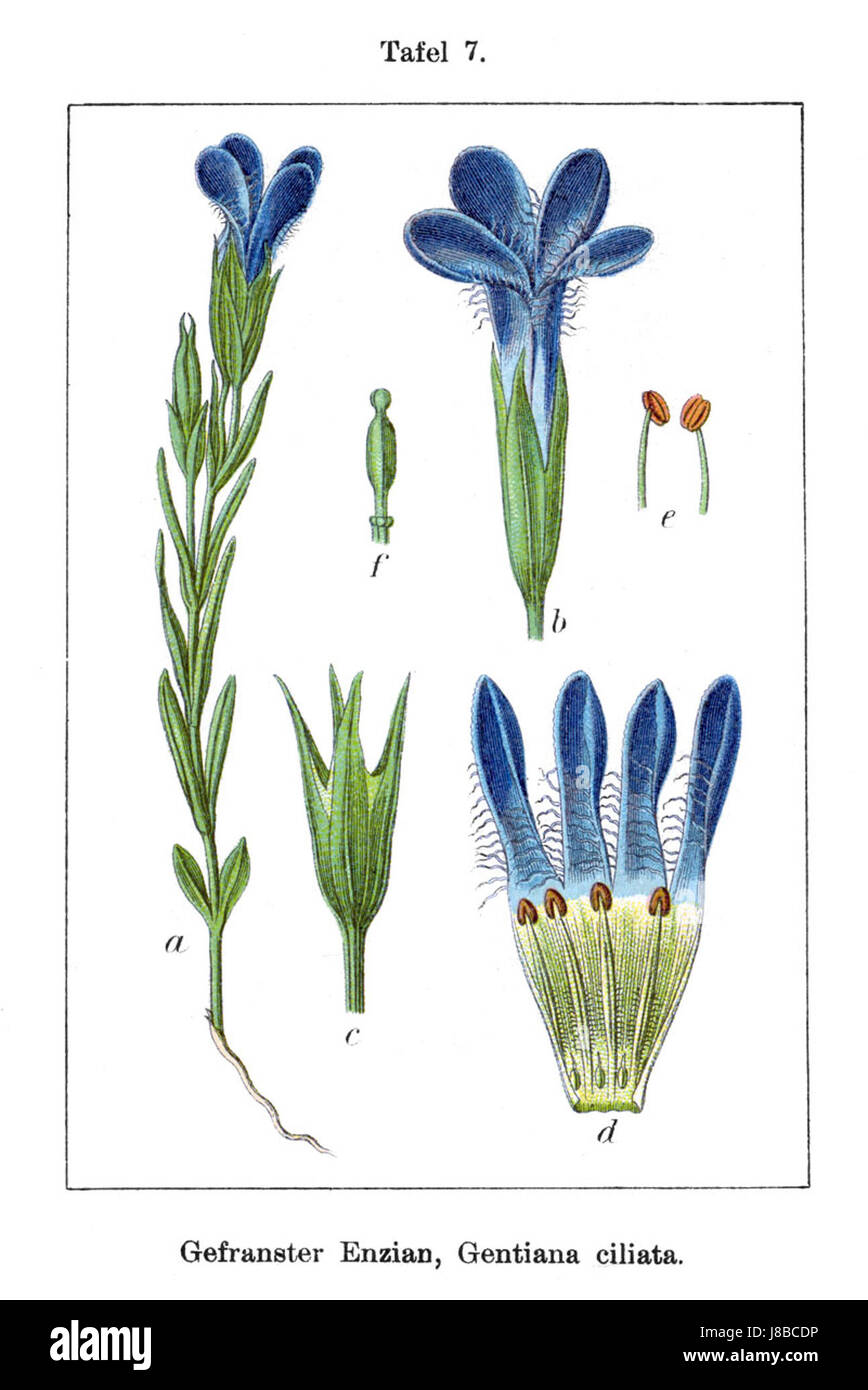 La Gentianella ciliata, comunemente nota come genziana di montagna, è una specie di pianta fiorita presente nelle regioni alpine e subalpine. Conosciuta per i suoi vibranti fiori blu, prospera in habitat rocciosi ad alta quota ed è popolare tra i giardinieri per uso ornamentale. Questa pianta svolge un ruolo importante nel mantenimento della biodiversità degli ecosistemi montani. Foto Stock