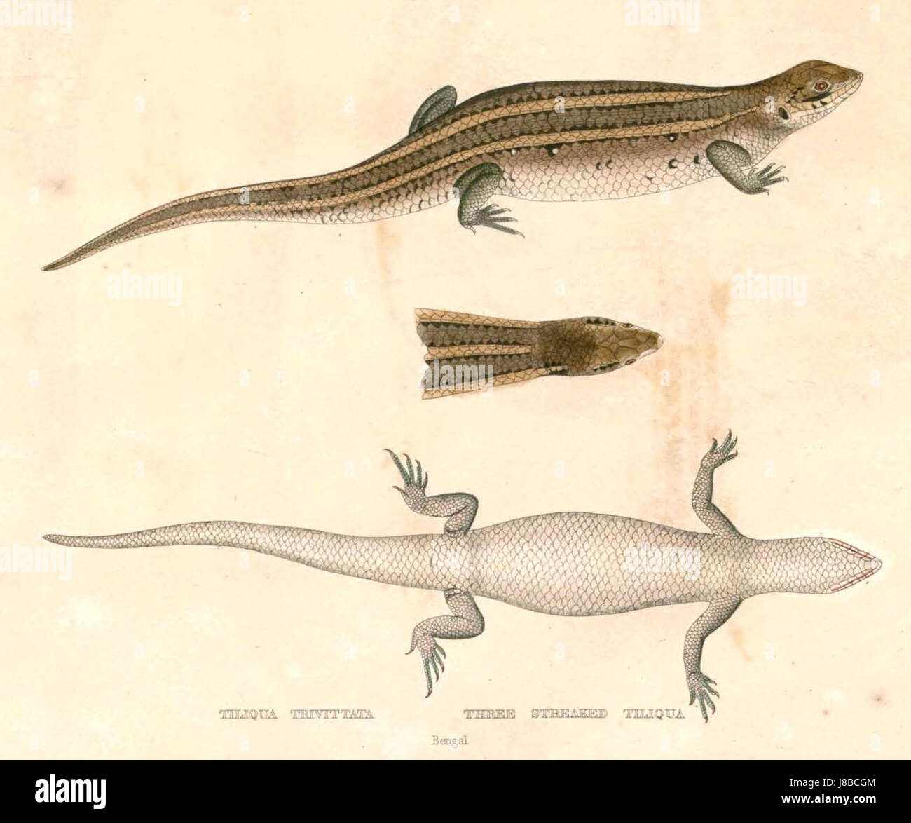 Eutropis trivittata, noto anche come Hardwicke's Skink, è una specie di lucertola originaria dell'Asia meridionale. È riconosciuto per il suo caratteristico schema a tre strisce e si trova comunemente nelle foreste e nelle aree urbane di tutta la regione. Foto Stock