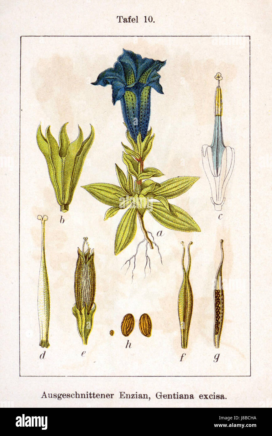 La Gentiana excisa, una specie di pianta in fiore, è descritta in questa illustrazione. Conosciuta per i suoi fiori distintivi, fa parte della famiglia delle Gentianaceae, spesso presente nelle regioni alpine. Foto Stock