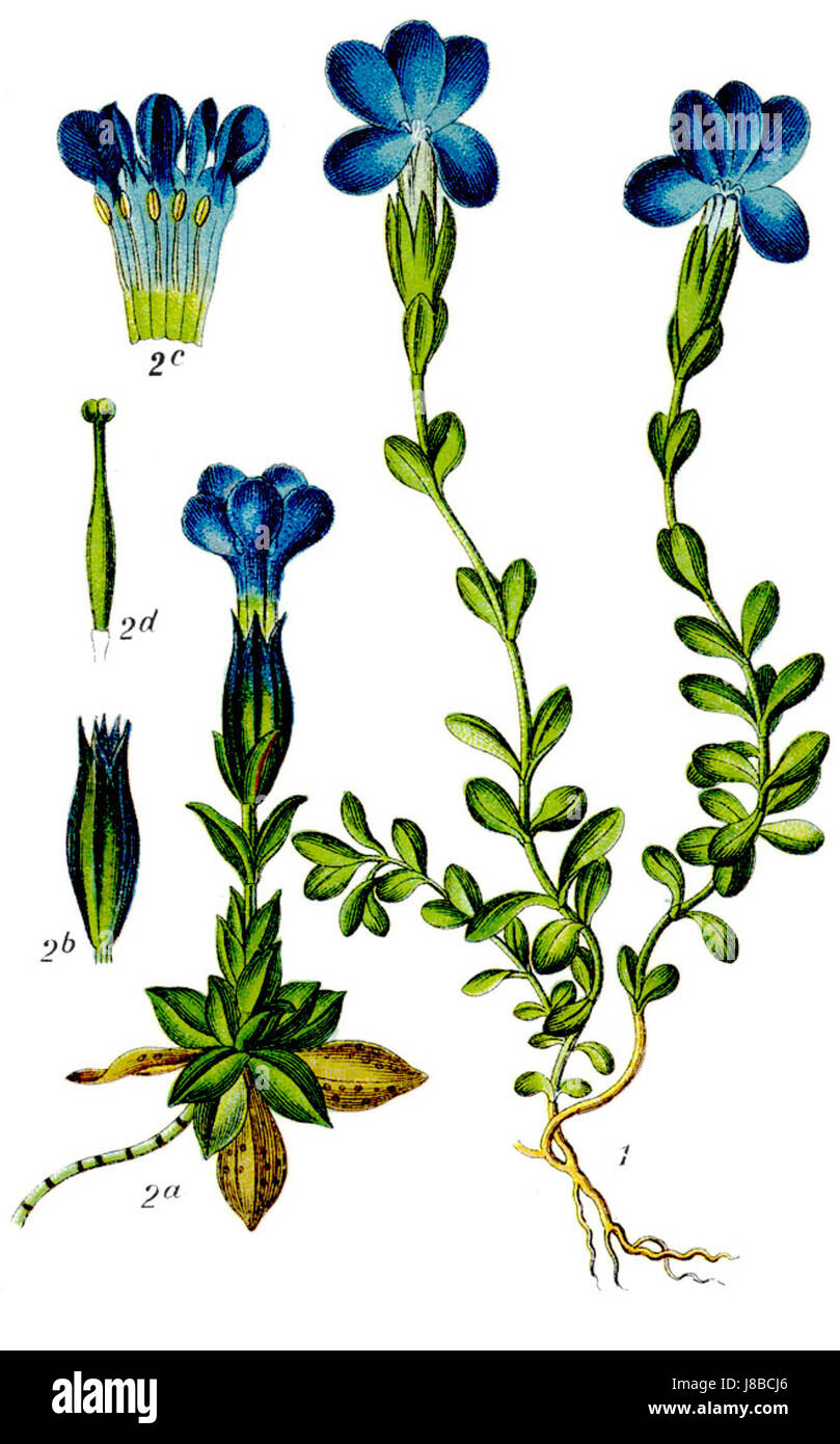 Questo si riferisce a una specie di Gentiana, forse raffigurata in un'immagine ritagliata da Sturm, un artista o un illustratore. Le specie Gentiana sono note per i loro fiori blu o viola e si trovano nelle regioni temperate e alpine, spesso apprezzate per le loro proprietà medicinali. Foto Stock