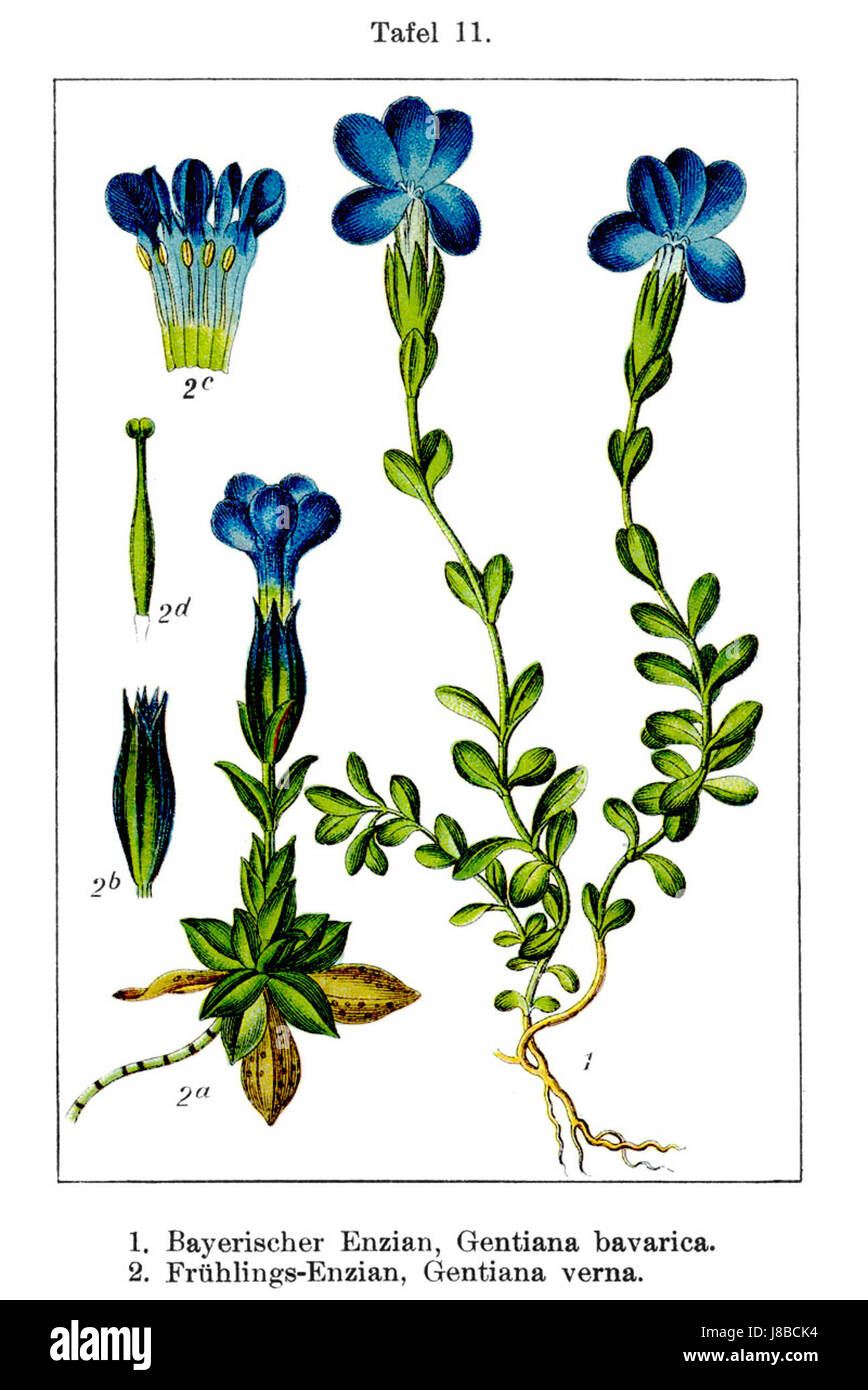 Gentiana spp Sturm11 Foto Stock