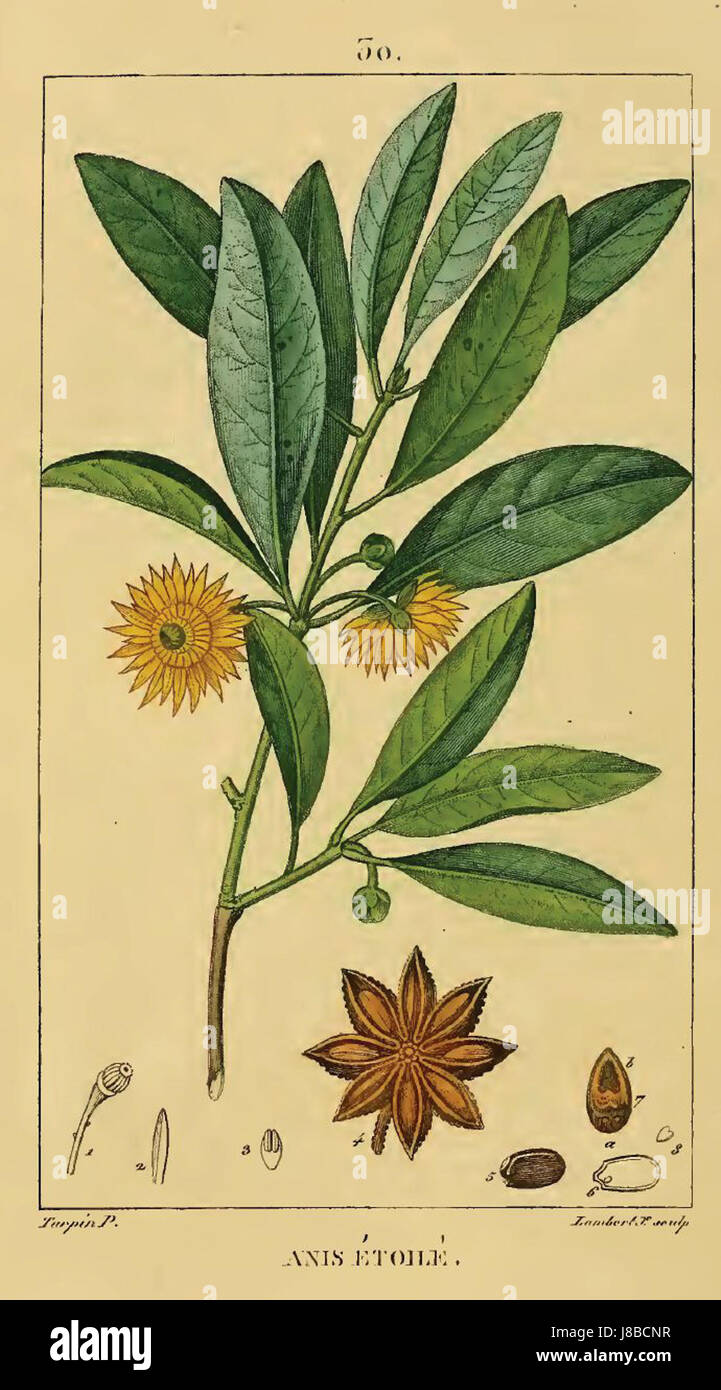 L'Illicium verum, noto come anice stellato, è una spezia ottenuta dal frutto di un albero sempreverde originario del Vietnam nord-orientale e della Cina meridionale. È usato in cucina e nella medicina tradizionale. Foto Stock