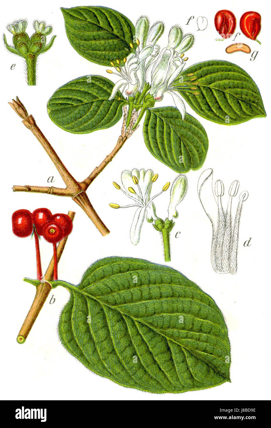 Lonicera xylosteum Sturm45 Foto Stock