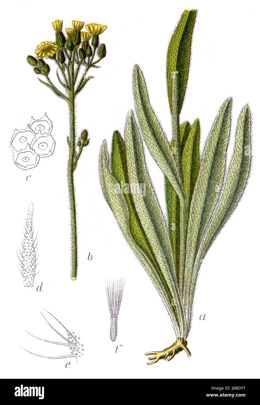 Hieracium praealtum è una specie di pianta in fiore della famiglia dei girasoli. Si trova comunemente nelle regioni montuose, note per i suoi fiori gialli brillanti che fioriscono alla fine dell'estate. Foto Stock