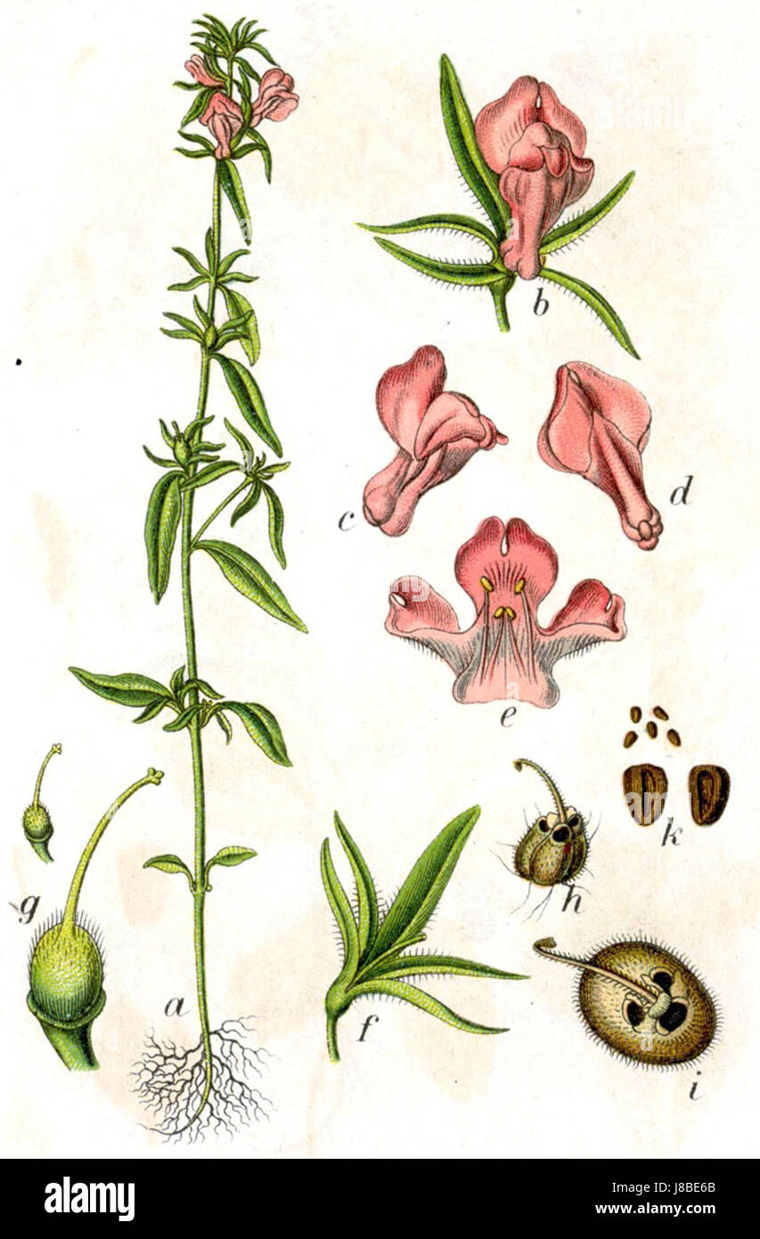 Il Misopates orontium, noto anche come lo snapdragon strisciante, è una specie di pianta della famiglia delle piantane. Questa pianta è originaria dell'Europa e del Mediterraneo, spesso presente nelle aree erbose e nei campi. Foto Stock