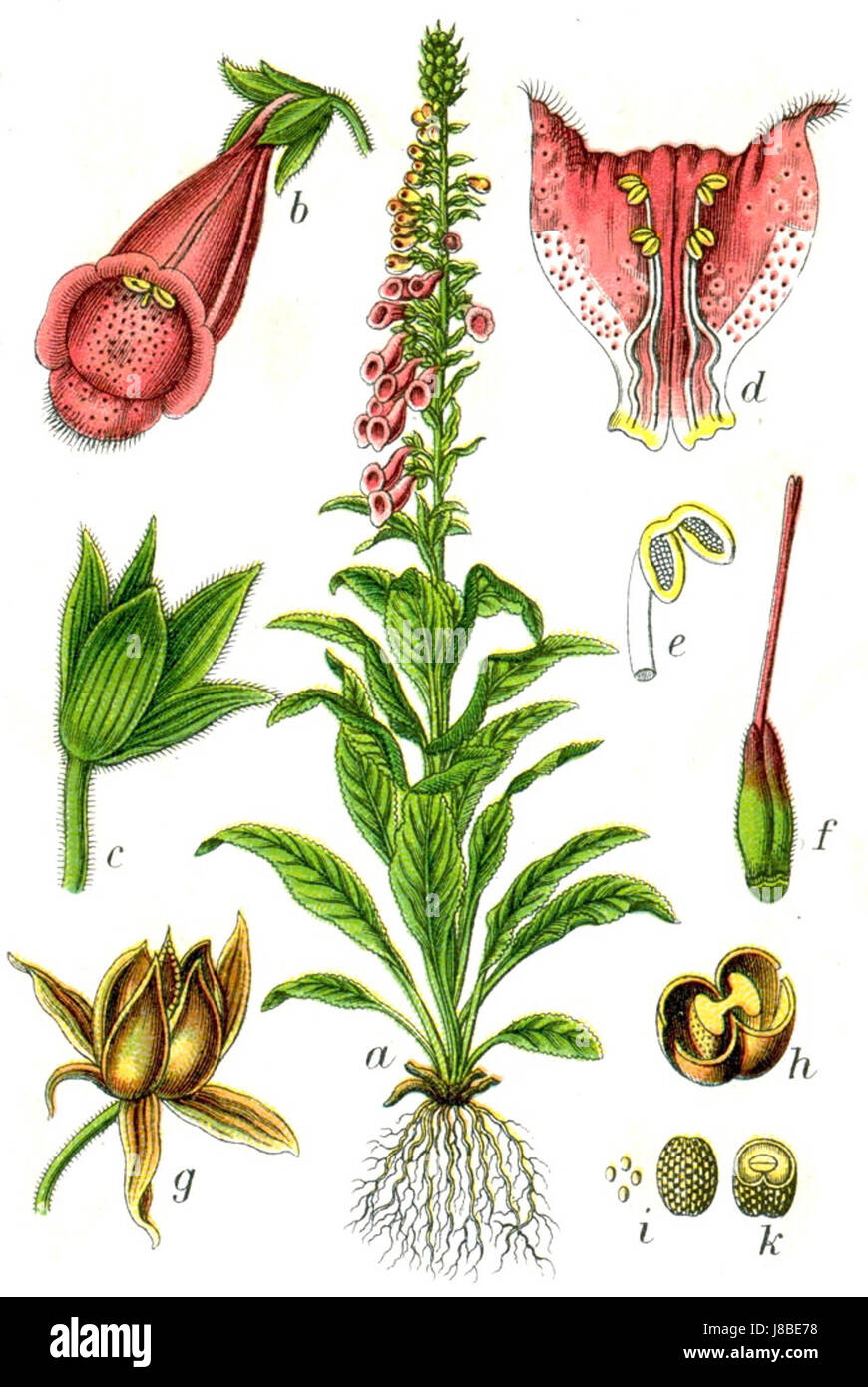 Digitalis purpurea Sturm10033 Foto Stock