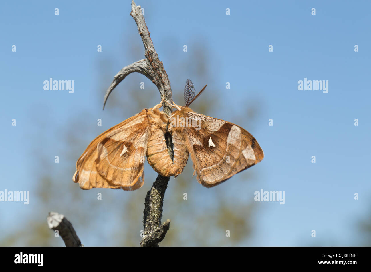 Tau imperatore moth Foto Stock