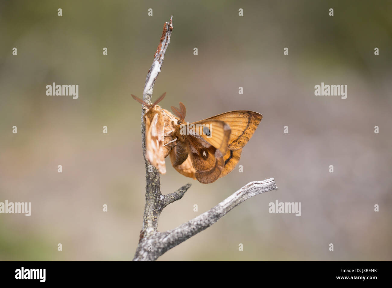 Tau imperatore moth Foto Stock