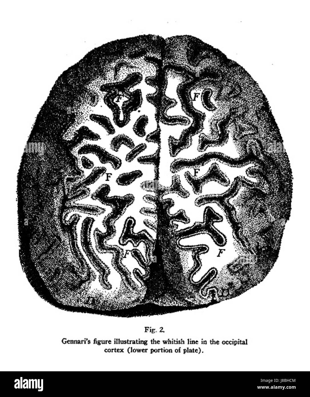 Questa illustrazione di Gennari raffigura il cervello umano, offrendo una rappresentazione visiva della sua struttura e delle sue funzioni. È una risorsa importante per comprendere l'anatomia umana e la neurobiologia. Foto Stock