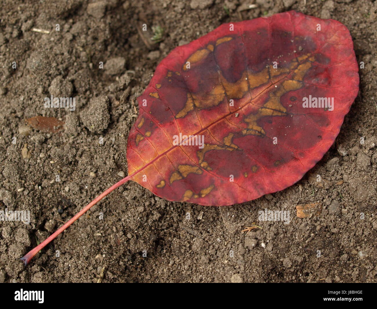 Foglia, foglie, vena, disegno, foto, foto, immagine, copia, deduzione, autunno Foto Stock