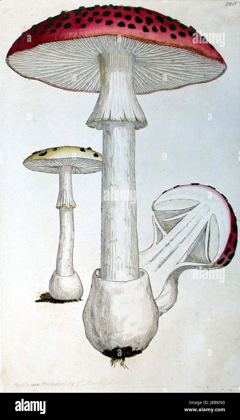 James Sowerby era un rinomato artista botanico britannico, noto per le sue dettagliate illustrazioni di piante. Questa immagine mostra il suo lavoro, contribuendo in modo significativo agli studi botanici nel XVIII e XIX secolo. Foto Stock