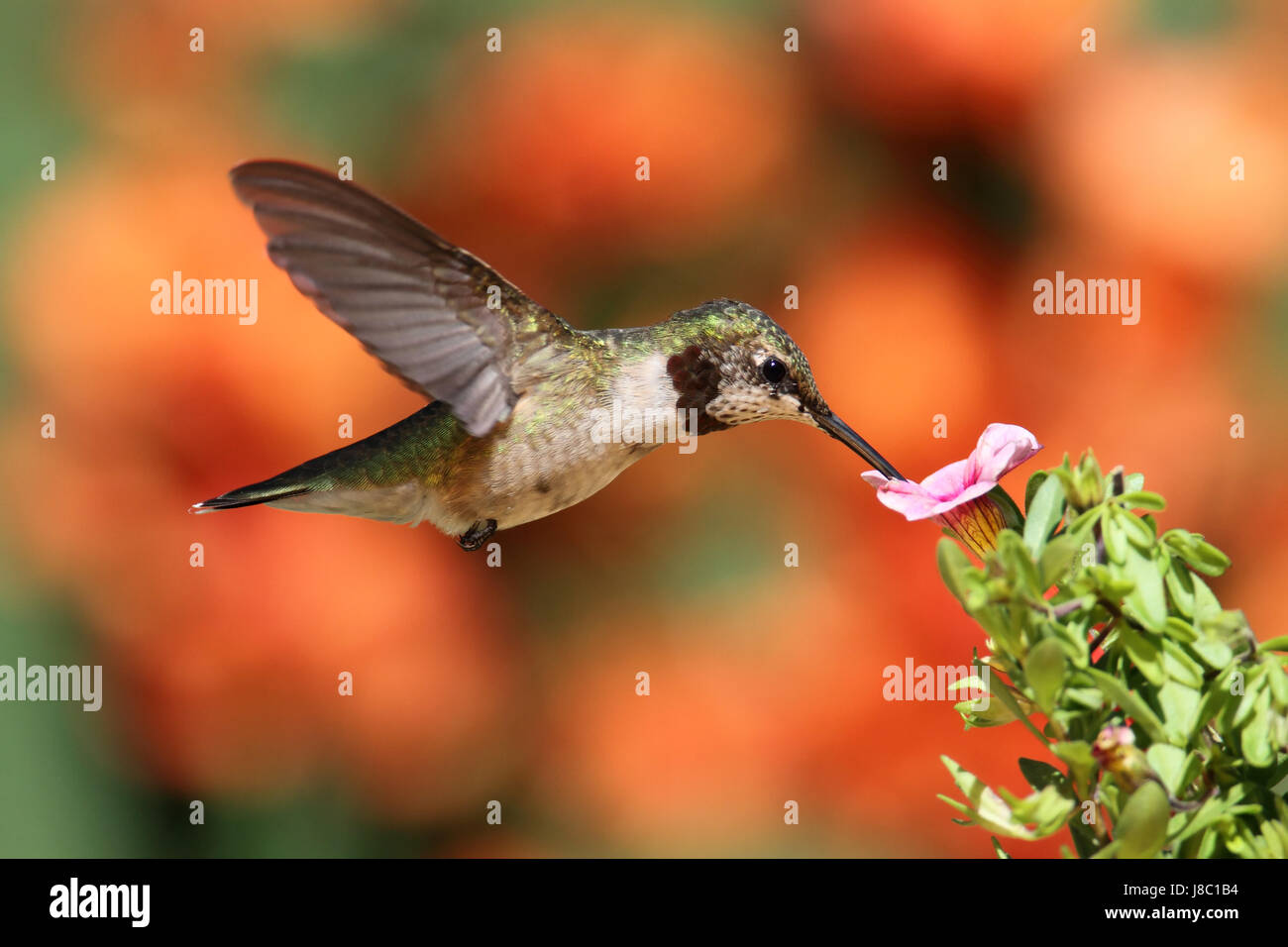 Flower, pianta selvatica, uccelli selvatici, Hummingbird, natura, animali, uccelli, Foto Stock