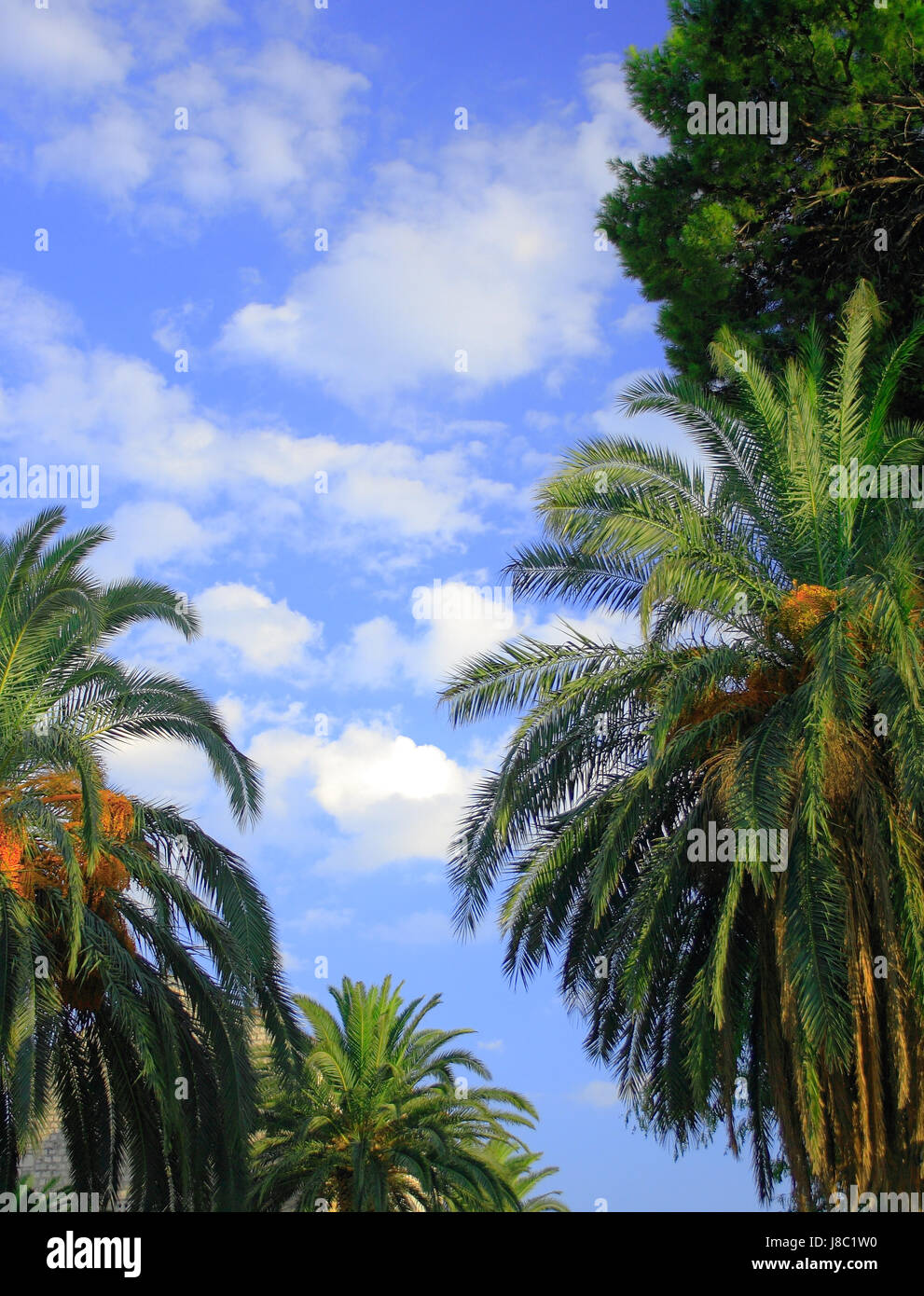 Albero, palm, nuvole, il firmamento cielo, prato verde, blu, leaf, viaggi, dettaglio Foto Stock