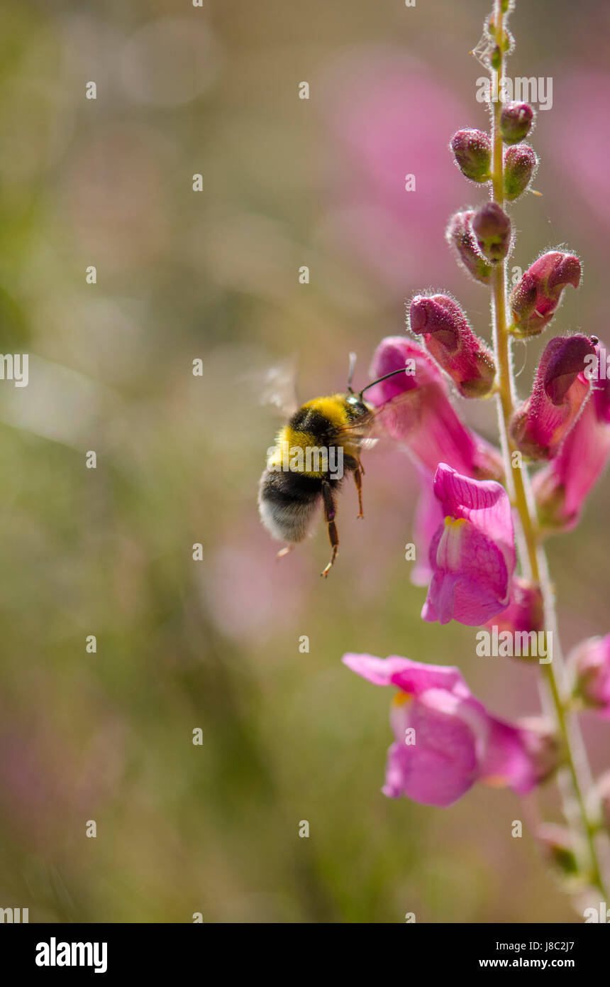 Bumblebee, Bumble Bee in volo, battenti, in bilico, passare il puntatore del mouse, si nutrono di antirrhinum controversi, Mijas, Spagna. Foto Stock
