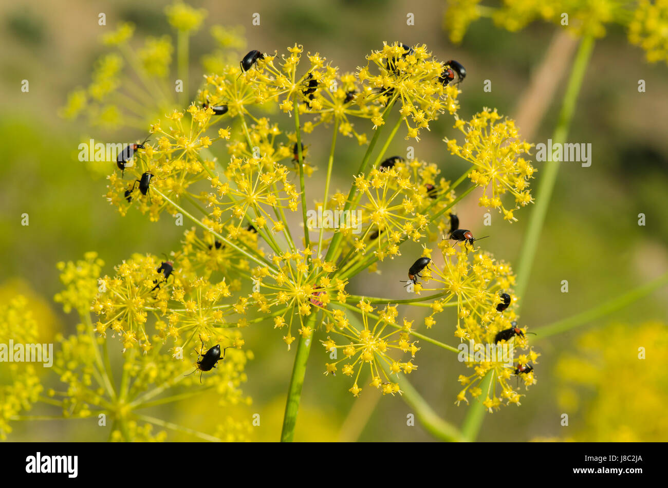 Pettine-artigliato coleotteri (Heliotaurus ruficollis) alimentazione sulle teste dei fiori di Thapsia villosa, villosi carota mortale, finocchio, Spagna Foto Stock