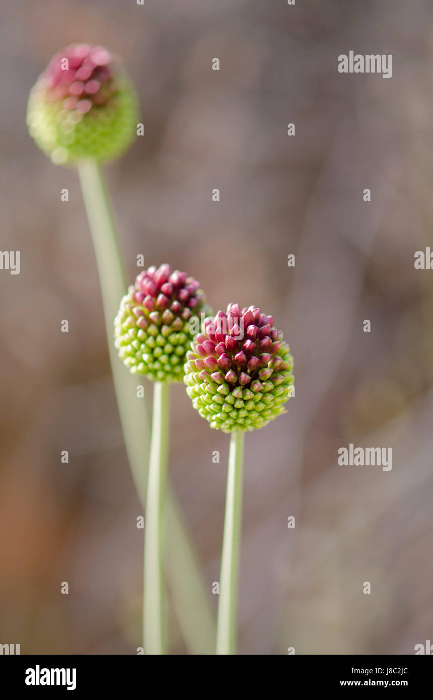 Allium sphaerocephalon, coscia Allium fiori selvatici in Spagna. Foto Stock
