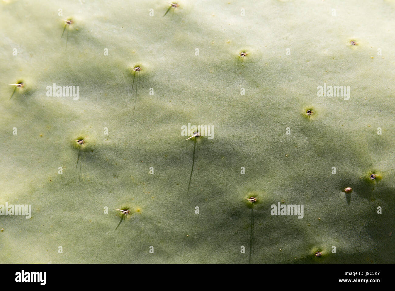 Zoomed colpo di cactus. Foto Stock