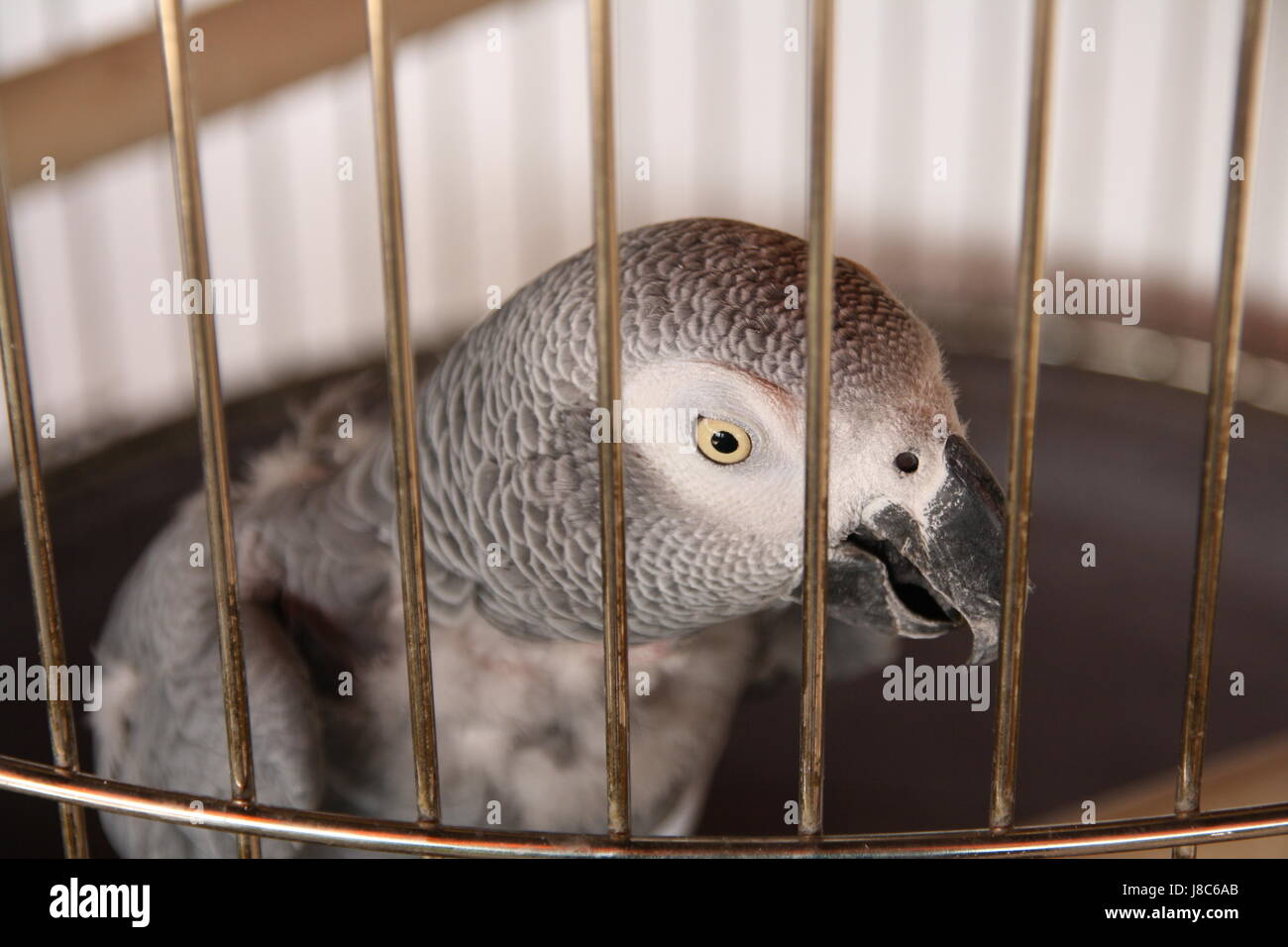 Uccelli, uccelli, libertà, Briga, la prigione, la punizione, ingabbiata,  Parrot, chiuso Foto stock - Alamy