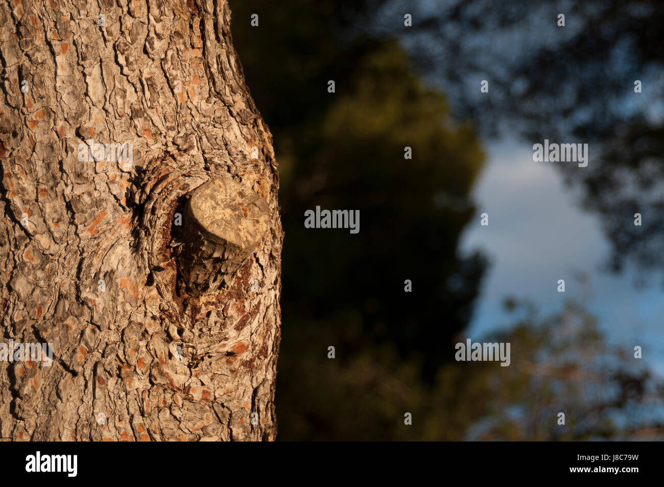 Potare il ramo di un albero di pino Foto Stock