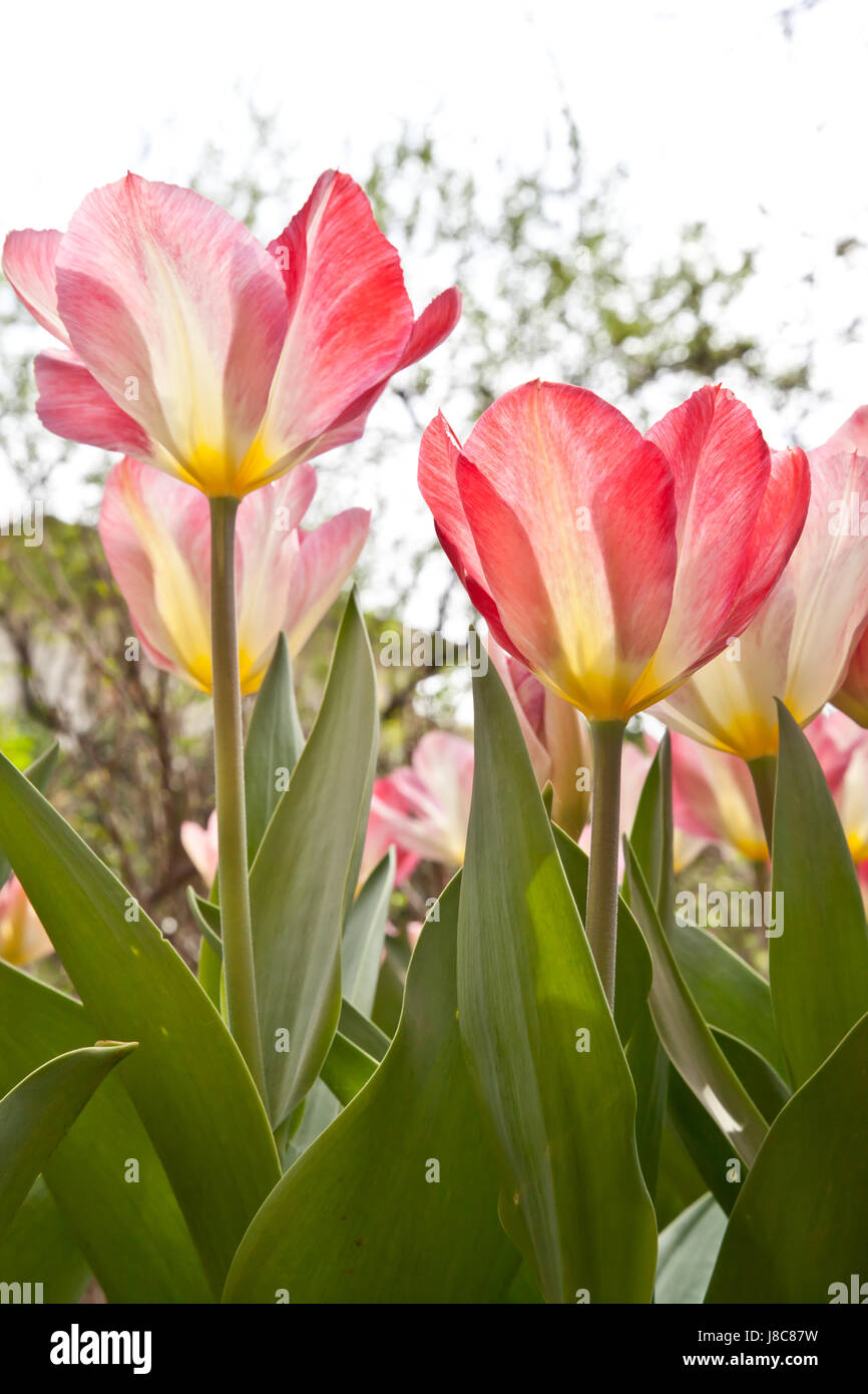 Foglia, colore, parco, giardino, fiori, piante, bloom, blossom, fiorire, Foto Stock