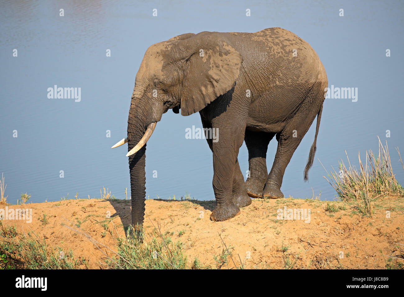 Elefante africano (Loxodonta africana) in habitat naturale, il Parco Nazionale Kruger, Sud Africa Foto Stock