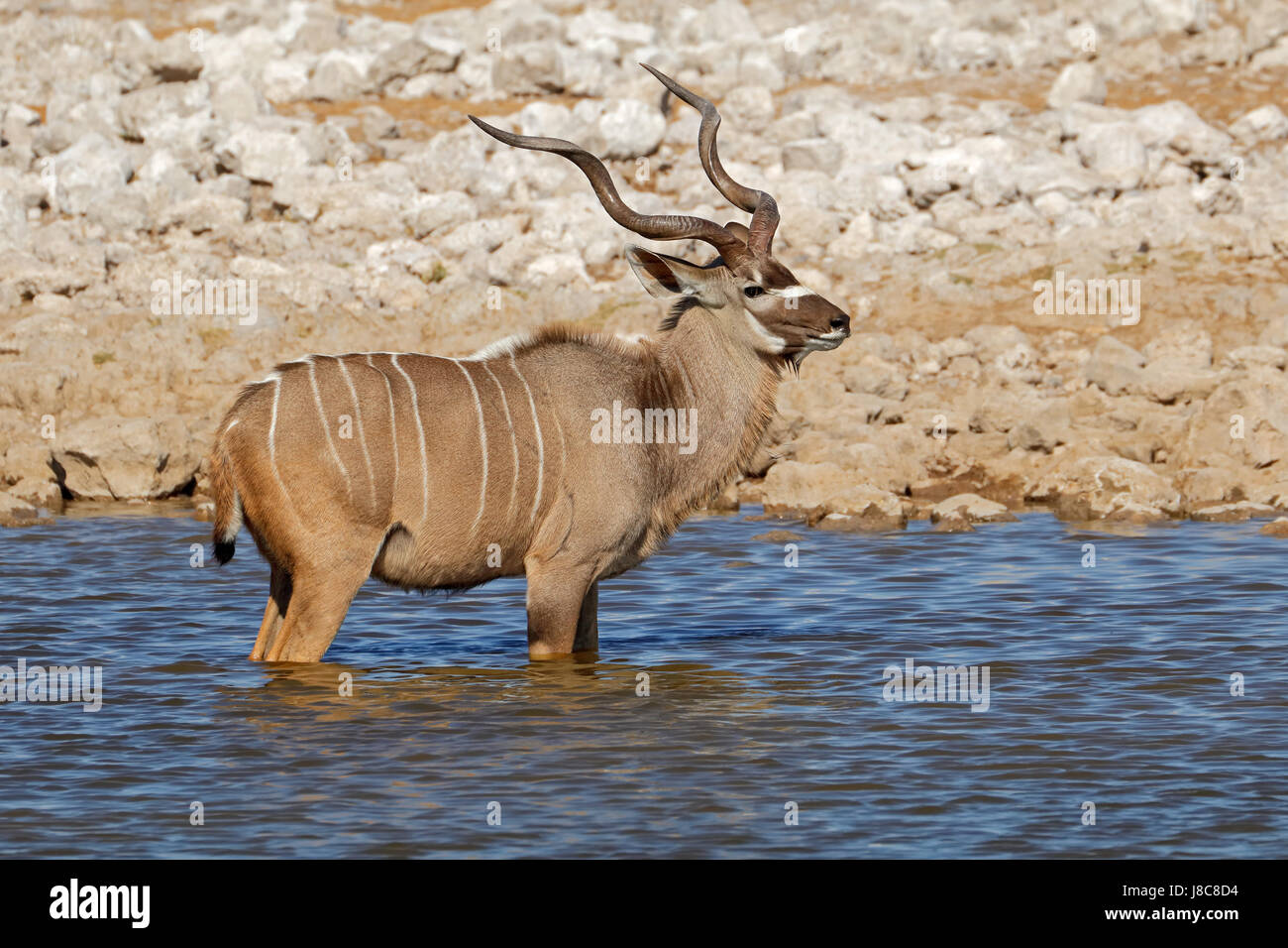 Kudu maschio antilopi (Tragelaphus strepsiceros) a Waterhole, il Parco Nazionale di Etosha, Namibia Foto Stock