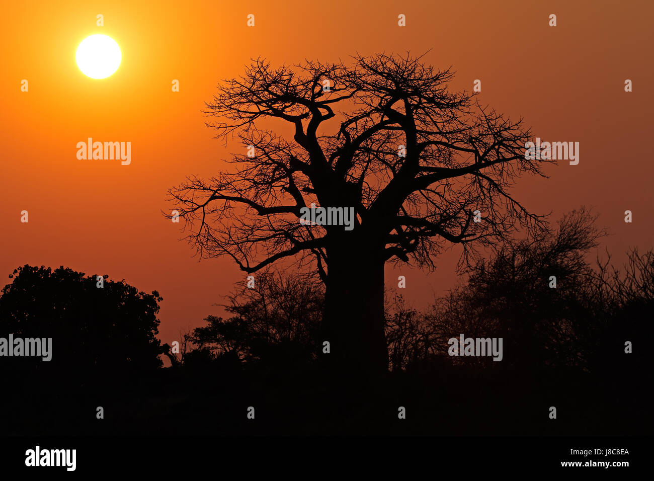 Tramonto con un stagliano baobab, Kruger National Park, Sud Africa Foto Stock