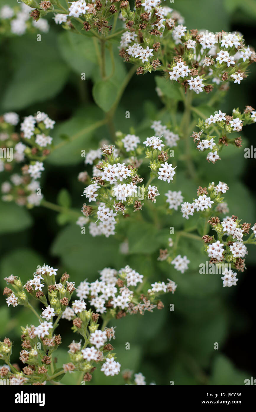Close up macro di fiori di erbe dolci di Stevia rebaudiana Foto Stock