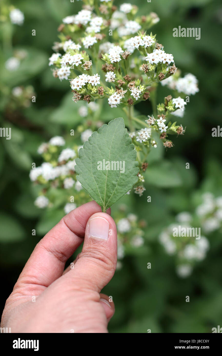 Close up macro di fiori di erbe dolci di Stevia rebaudiana Foto Stock