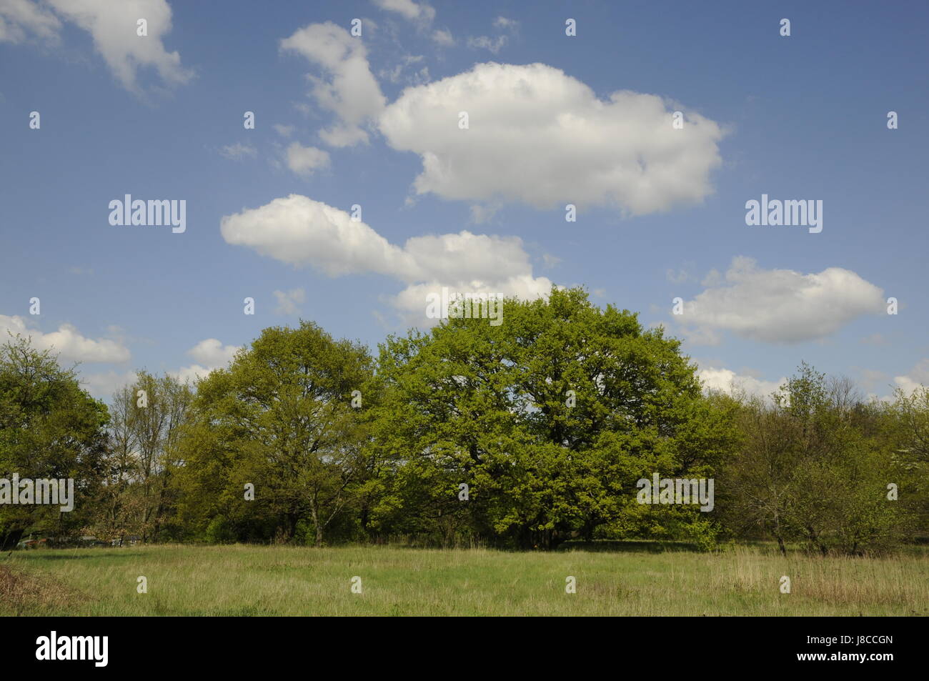 Prato con alberi Foto Stock