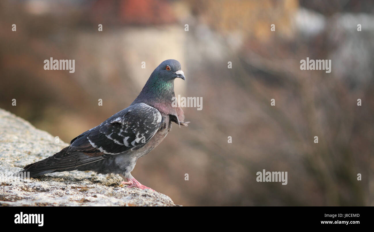 Closeup, animali, uccelli, nero, swarthy, jetblack, nero profondo, piccione, grigio Foto Stock