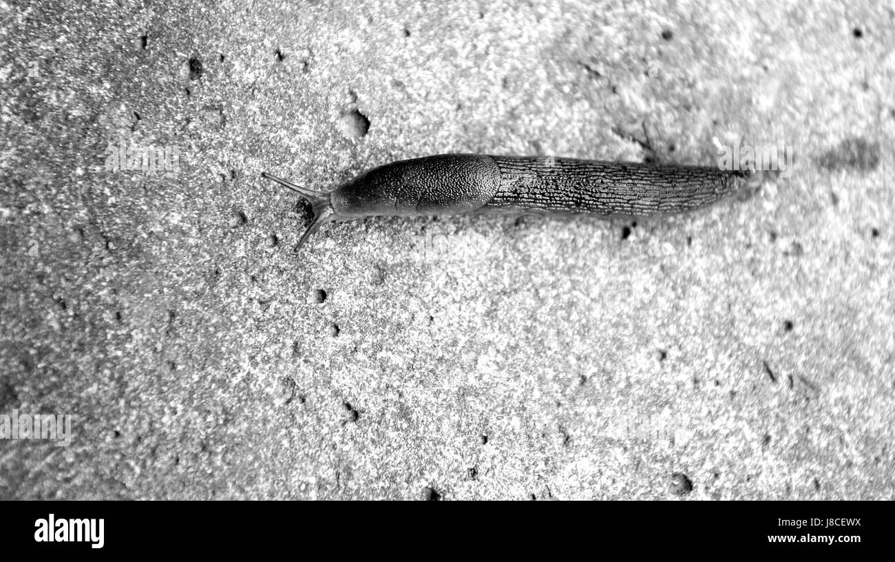 Lumaca strisciare su di una pietra di close-up foto Foto Stock