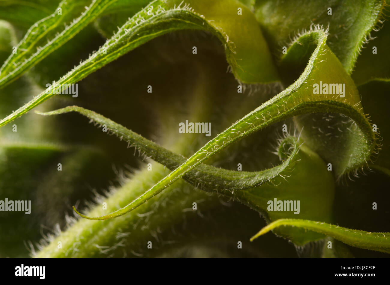 Dettaglio del fiore di un girasole Foto Stock