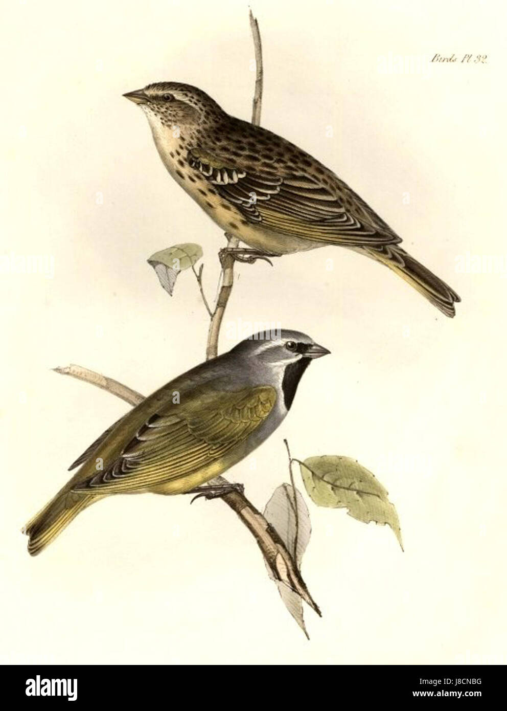 Melanodera melanodera melanodera si riferisce a una specie di insetto o organismo, probabilmente all'interno della famiglia degli scarabei. Questa identificazione specifica mette in evidenza la classificazione biologica e il suo ruolo nell'ecologia e nella biodiversità. Foto Stock