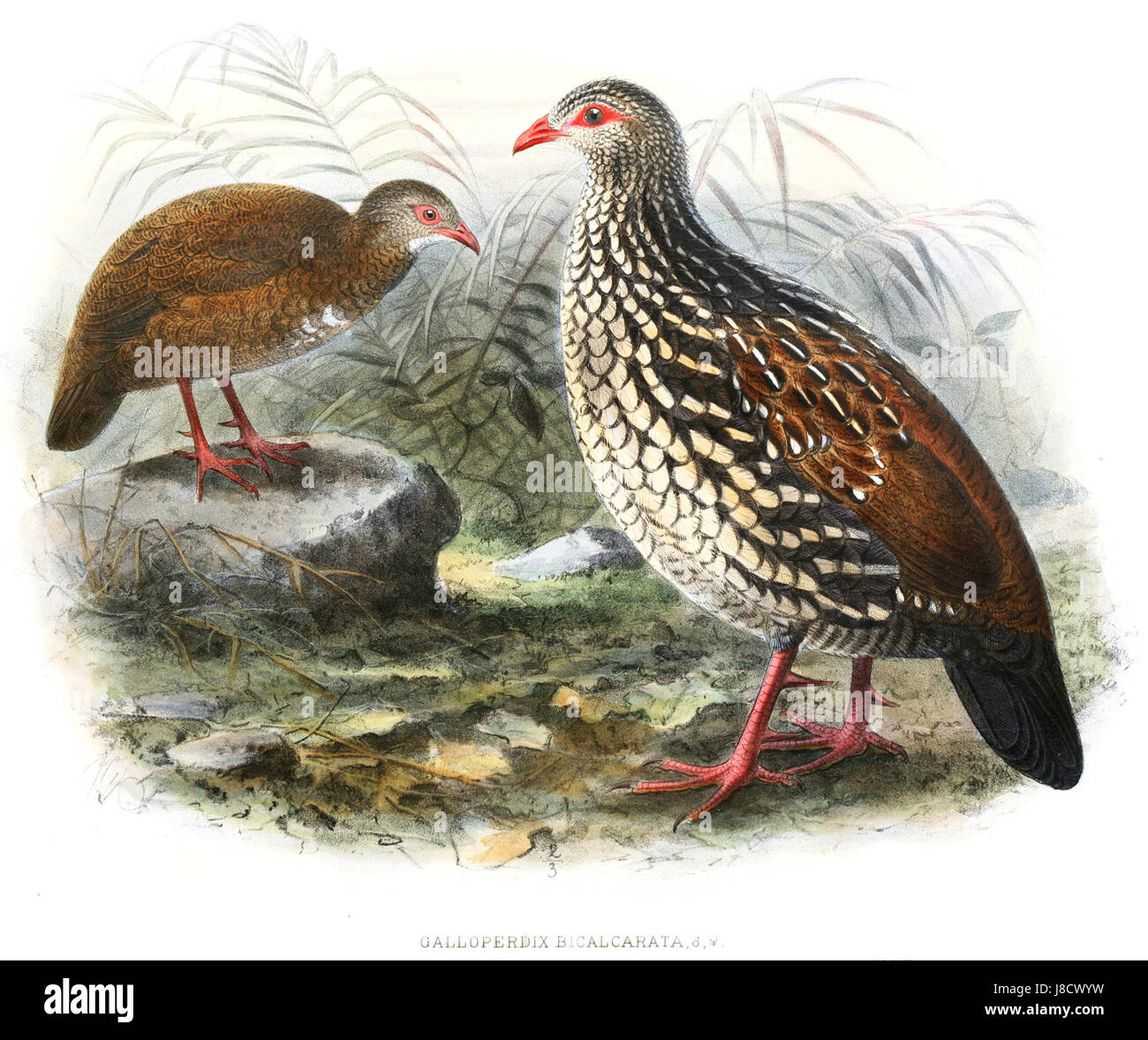 Una voce su Galloperdix bicalcarata, la cresta malese, una specie in via di estinzione originaria del sud-est asiatico. Legge si riferisce al naturalista che ha documentato questa specie. Foto Stock