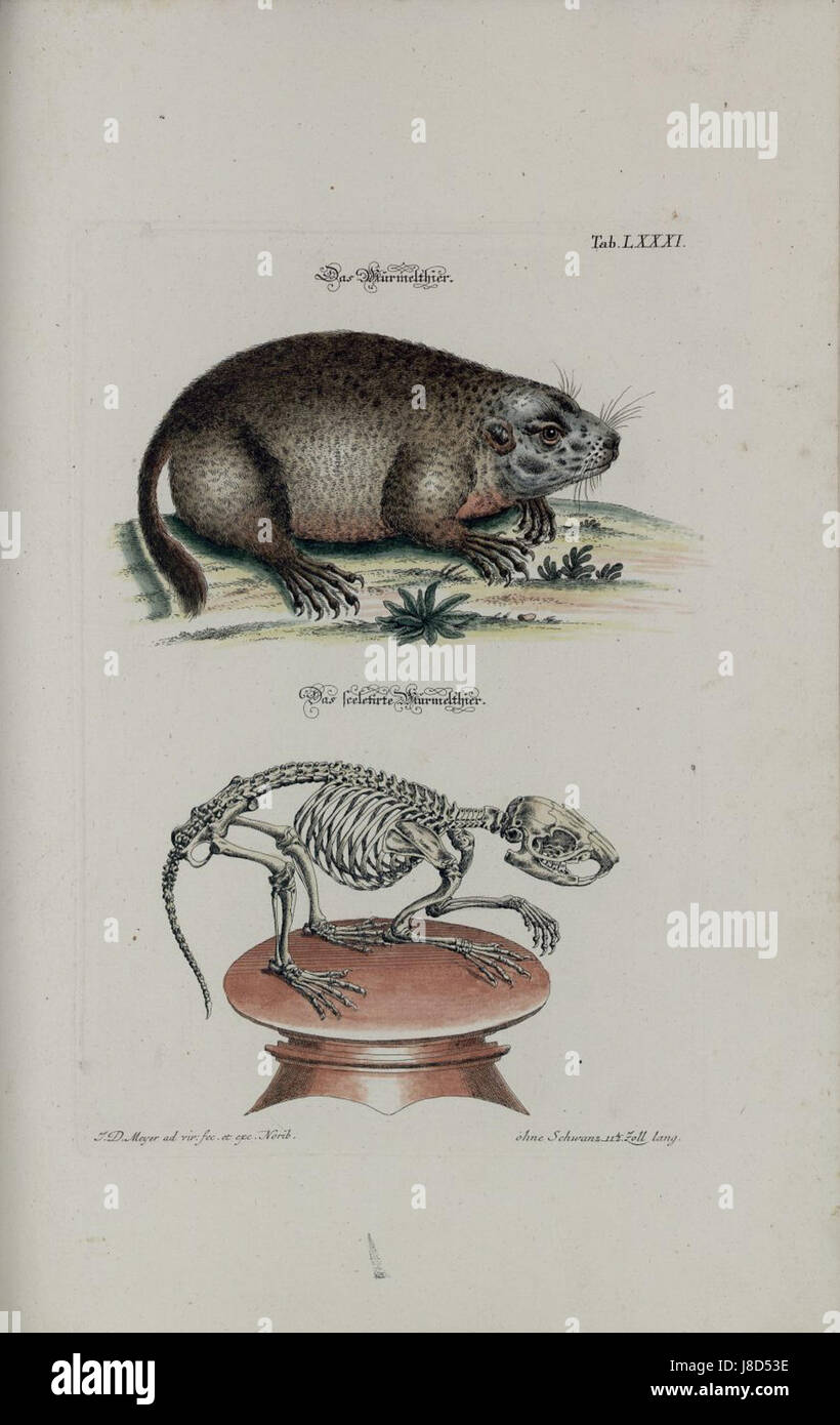 Meyerâ Zeit Vertreib, pubblicato in 1 Tafel 081, è un pezzo di letteratura del XIX secolo. Offre uno scorcio sul divertimento e la cultura intellettuale del periodo, riflettendo le attività di svago del tempo. Foto Stock