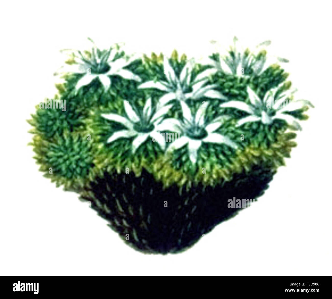 Donatia fascicularis sforzo da viaggio Foto Stock