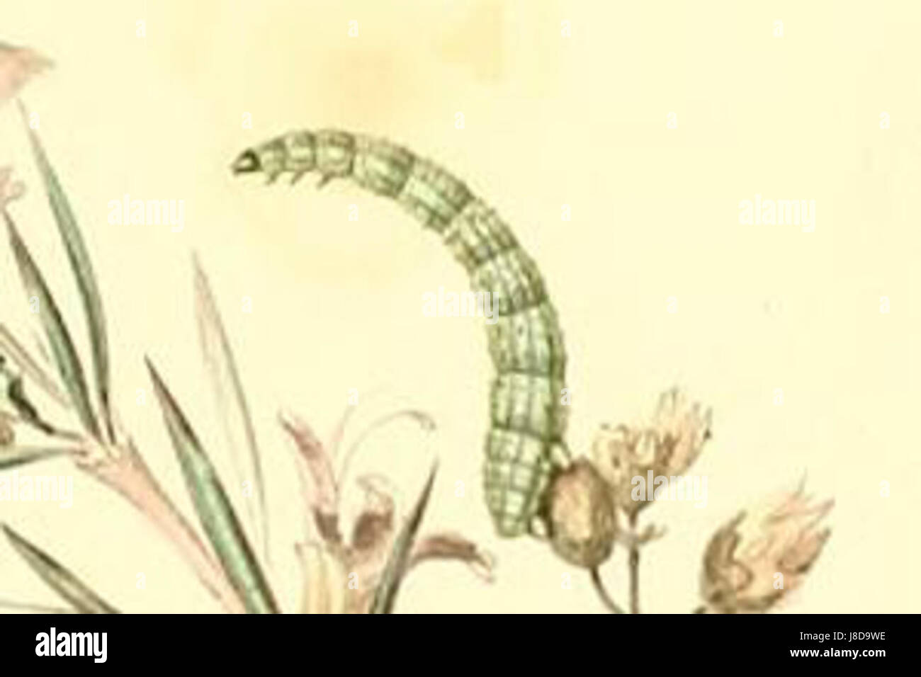 L'Eupithecia rosmarinata è una specie di falena le cui larve si nutrono principalmente di piante di rosmarino. L'immagine raffigura lo stadio larvale di questa falena, evidenziandone le caratteristiche distintive, tra cui la colorazione e la struttura del corpo, che aiutano a mimetizzarla tra le piante. Foto Stock