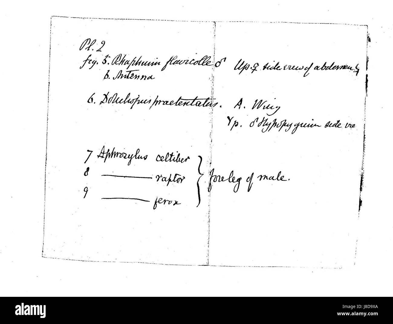 "HalidayFragmentia (4)" potrebbe riferirsi a una parte di un'opera o di una collezione più ampia, possibilmente un manoscritto scientifico o letterario, con ulteriori dettagli sul suo significato. Foto Stock