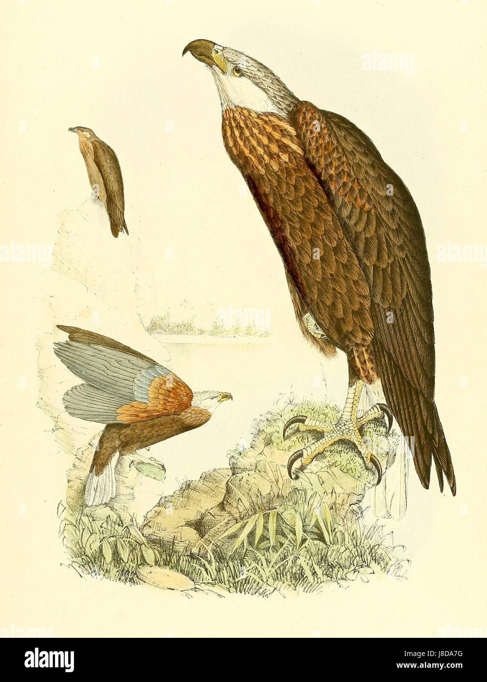 Un'illustrazione di *Haliaeetus vociferoides*, comunemente nota come aquila delle Filippine. Questo uccello, endemico delle Filippine, è in pericolo critico e rappresenta una delle aquile più potenti del mondo. Foto Stock