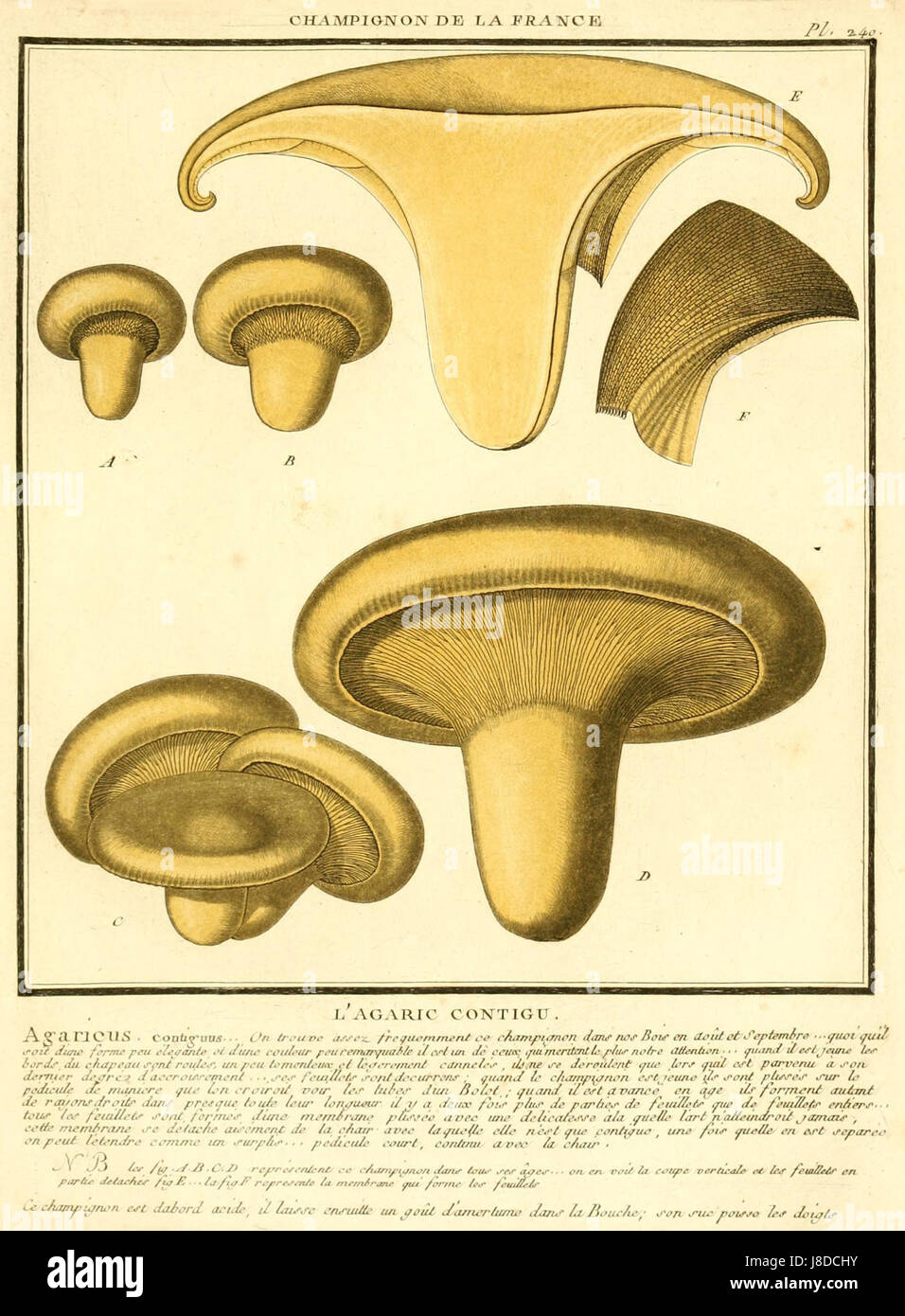 L'agarico contigu, o Paxillus involutus, è una specie di funghi nota per le sue proprietà tossiche. È stato studiato per il suo ruolo ecologico e per i suoi potenziali rischi per la salute umana se consumato. Foto Stock