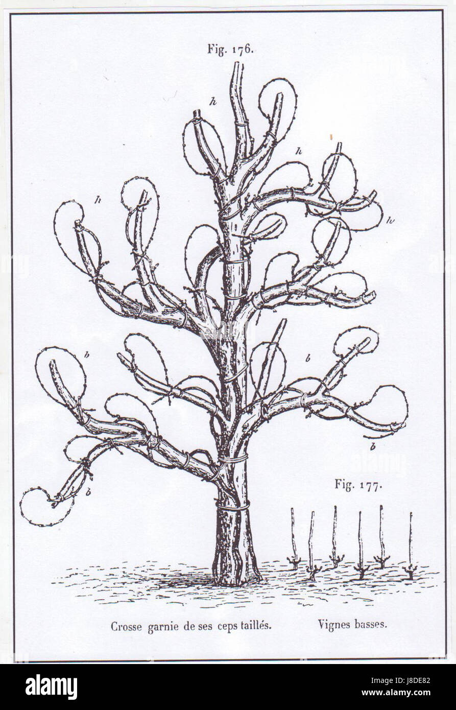 Jules Guyot 02 Foto Stock