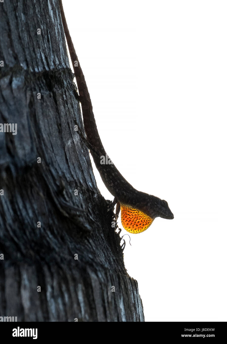 Anole marrone (Anolis sagrei) seduti su un Palm tree visualizzando la sua giogaia di Maui, Hawaii. Foto Stock